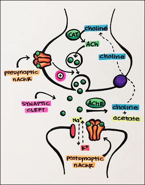 ion chanel|ion channels pharmacology.